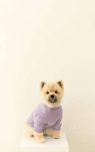 A photograph of a small white Pomeranian dog wearing a purple laēlap essential crewneck sweater sitting on a white pillar