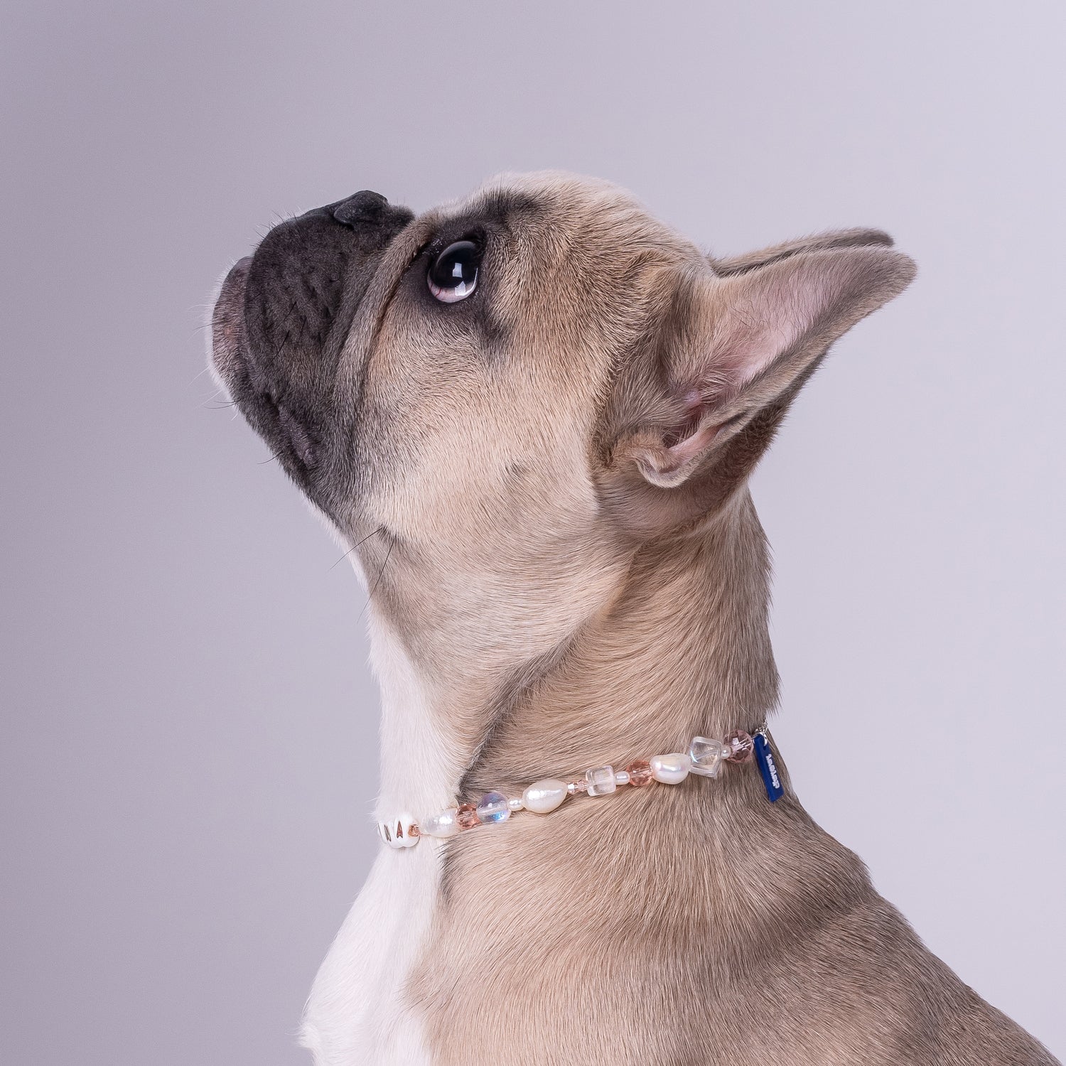 Spoiled Chihuahua Dog Wearing Beaded Necklaces Stock Photo - Download Image  Now - Dog, Indulgence, Necklace - iStock
